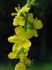 tl_files/images/meineBilder/mini-agrimony_1.jpg